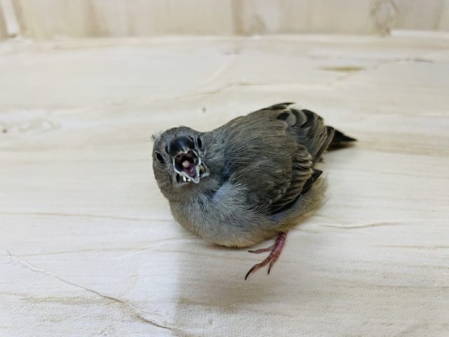 錦花鳥（キンカチョウ）