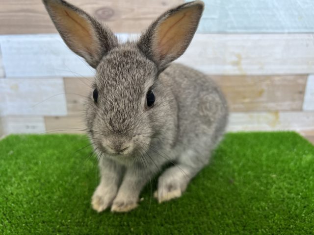 ネザーランドドワーフ