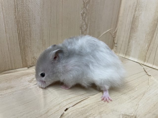 ゴールデンハムスター