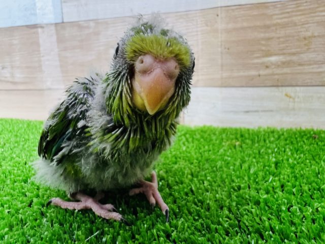アサギリインコ