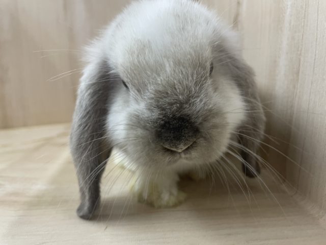 ホーランドロップ