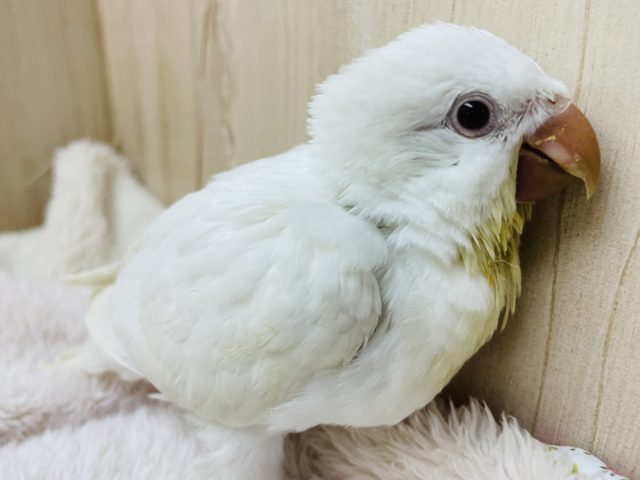 オキナインコ