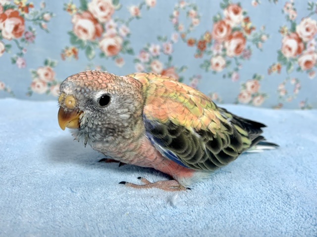 アキクサインコ（秋草インコ）
