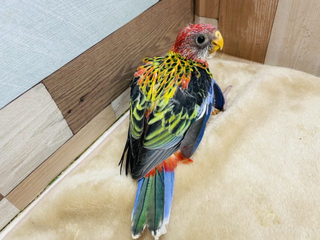 ナナクサインコ（七草インコ）