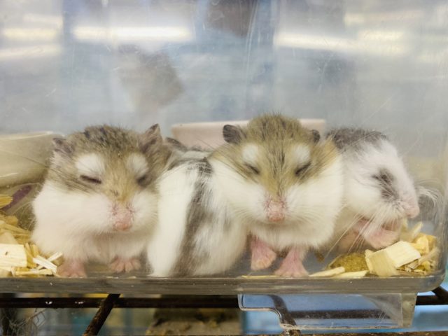  ロボロフスキーハムスター