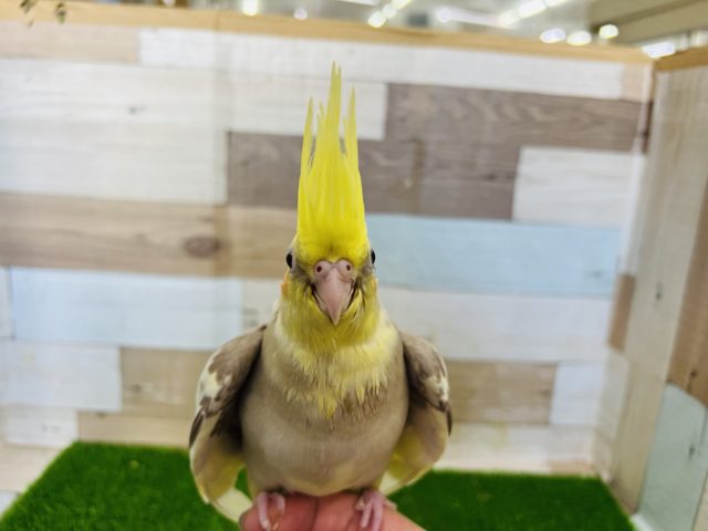 オカメインコ