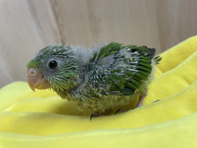 アサギリインコ
