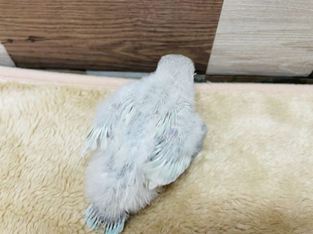シロボタンインコ
