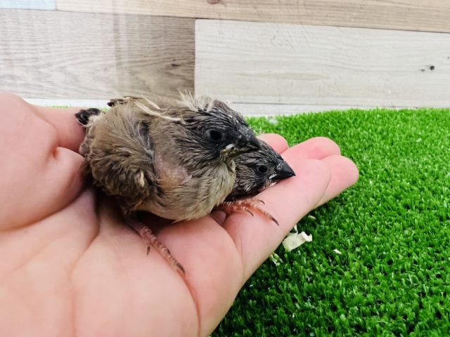 錦花鳥（キンカチョウ）