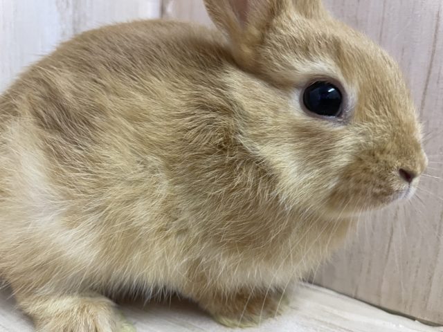 ネザーランドドワーフ