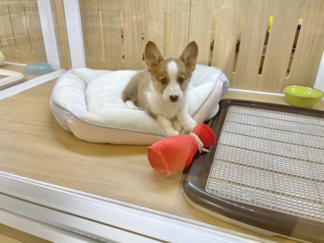 ウェルシュコーギー・ペンブローグ