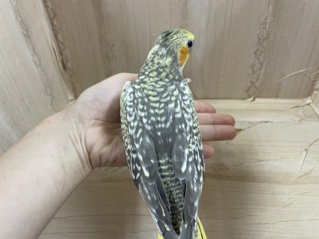 オカメインコ