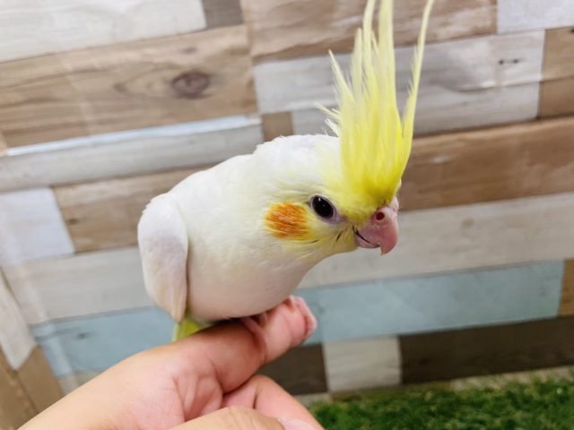 オカメインコ