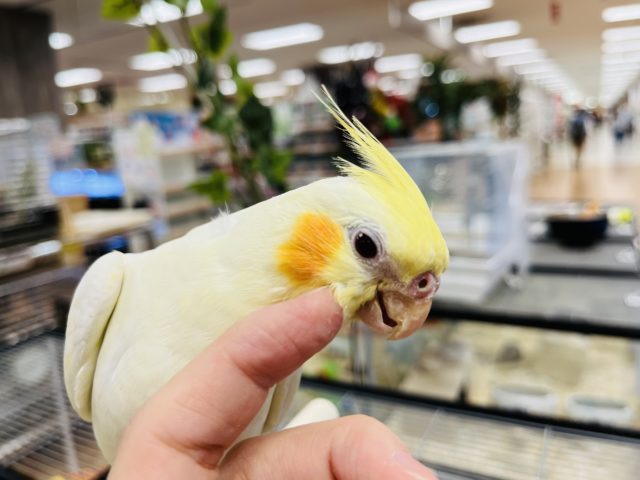 オカメインコ