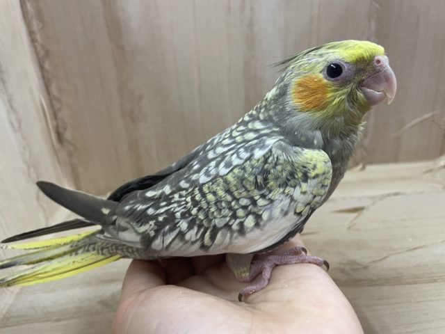 オカメインコ