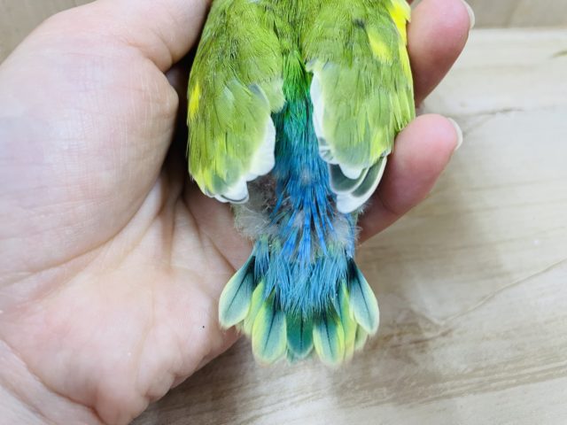 コザクラインコ（小桜インコ）