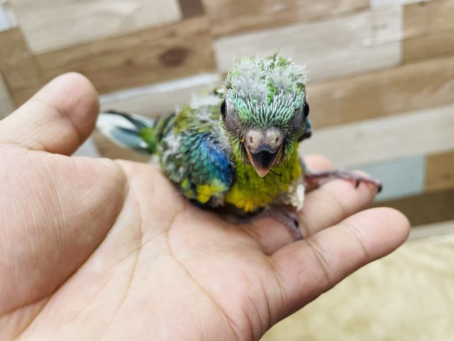 ビセイインコ（美声インコ）