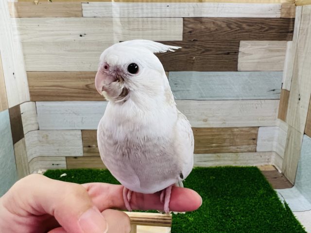 オカメインコ