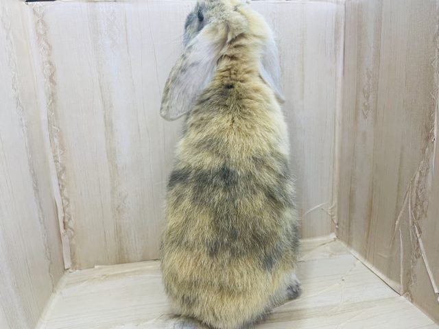 ロップイヤーラビット