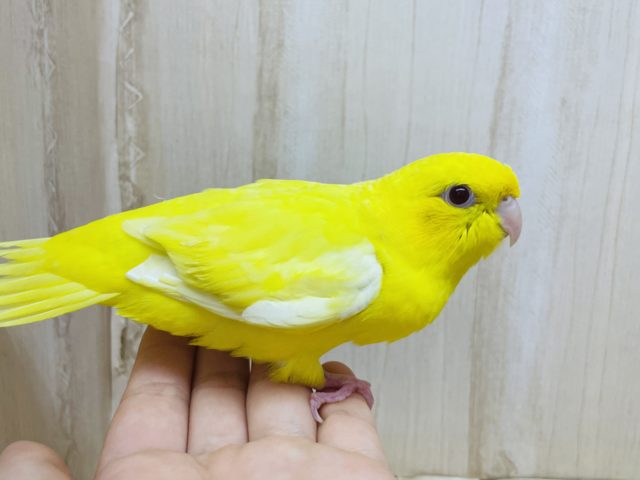 サザナミインコ
