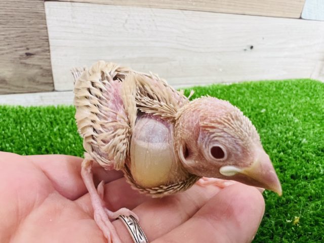 シナモン文鳥