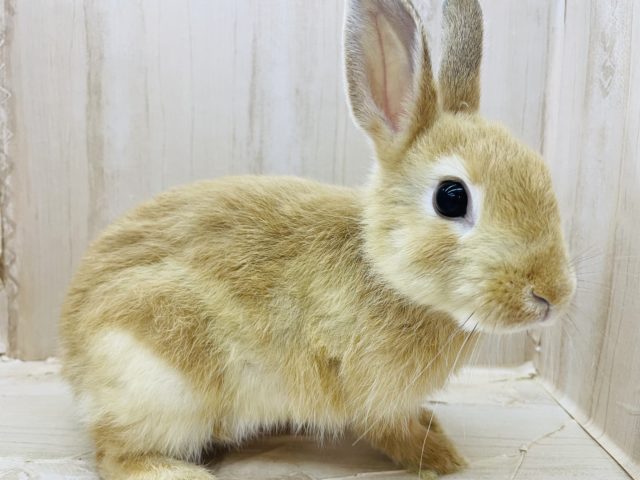 ネザーランドドワーフ