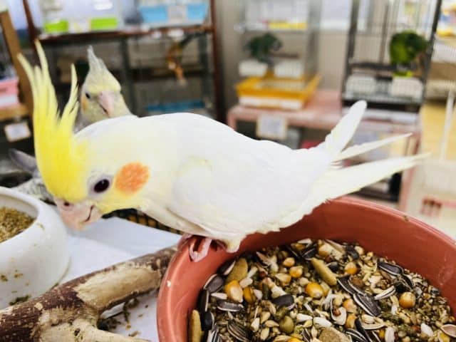 オカメインコ