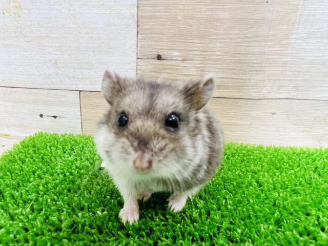 ジャンガリアン