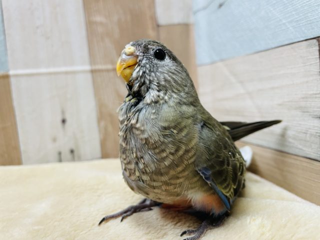 アキクサインコ（秋草インコ）