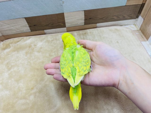 セキセイインコ