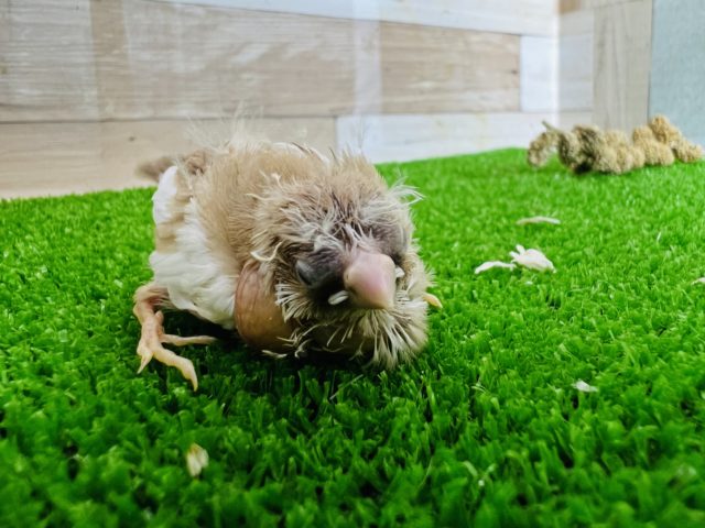 錦花鳥（キンカチョウ）