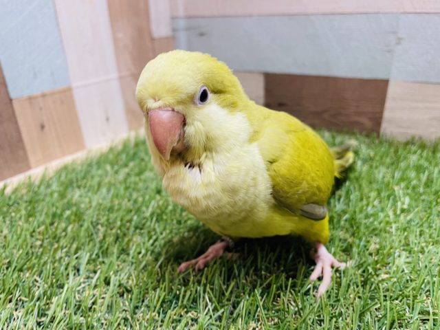 オキナインコ