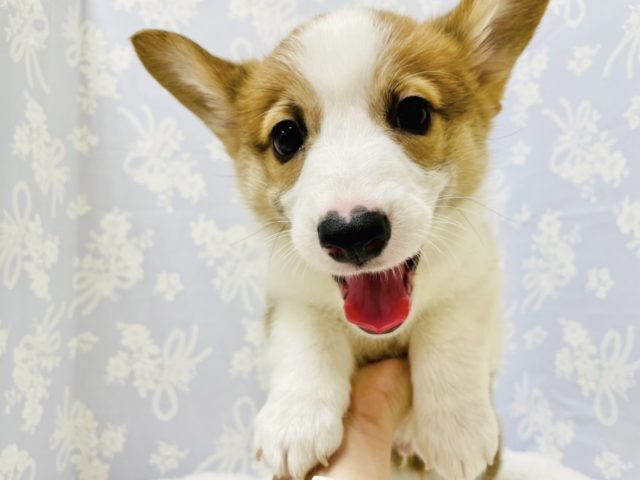 ウェルシュコーギー・ペンブローグ