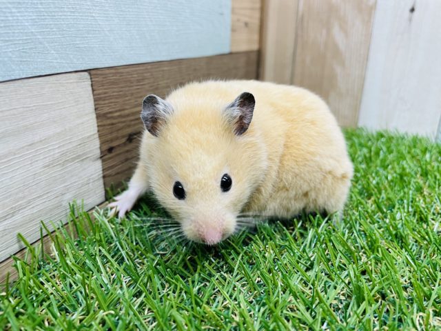 ゴールデンハムスター