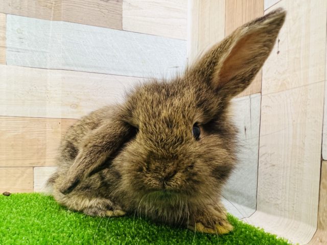 ロップイヤーラビット