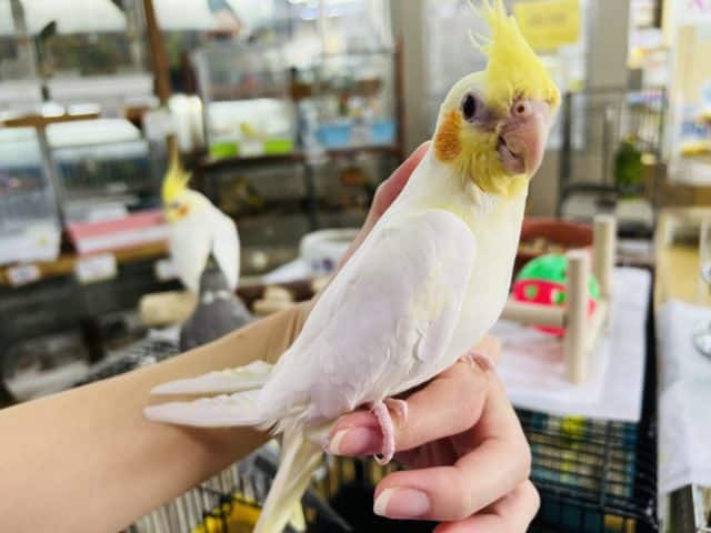 オカメインコ