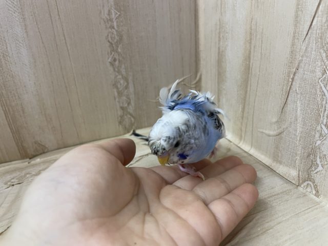 羽衣セキセイインコ