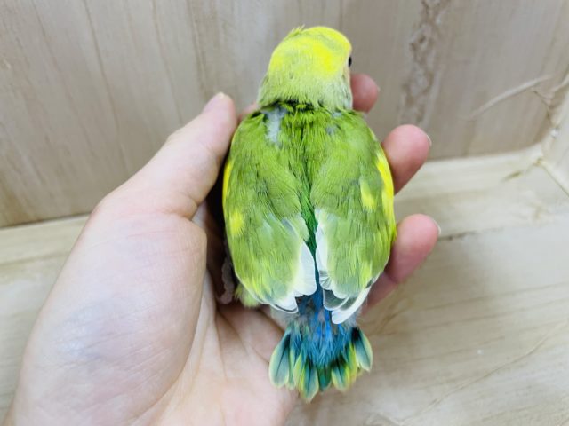 コザクラインコ（小桜インコ）