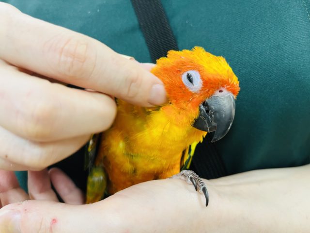 コガネメキシコインコ