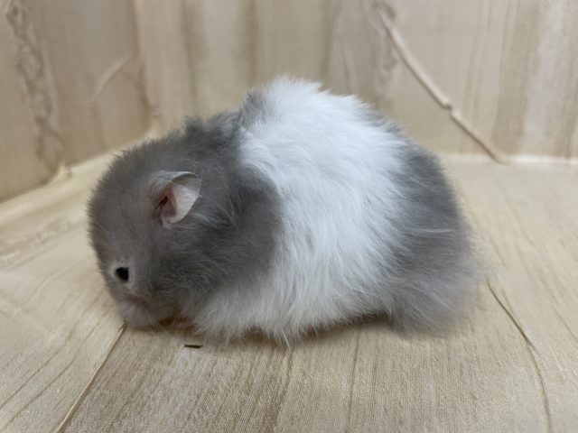 ゴールデンハムスター