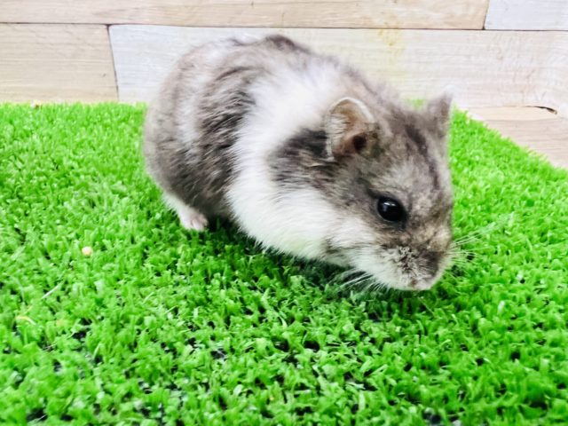 ジャンガリアン