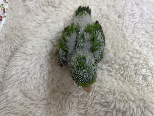 アサギリインコ