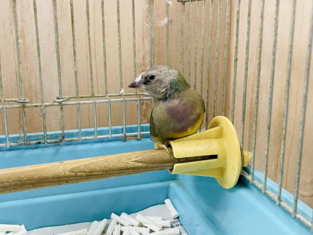 注目です!!最新画像になります!ヒナ限定!口元に光る青いダイヤモンド!!コキン鳥ヒナ来ましたよ〜 コキンチョウ