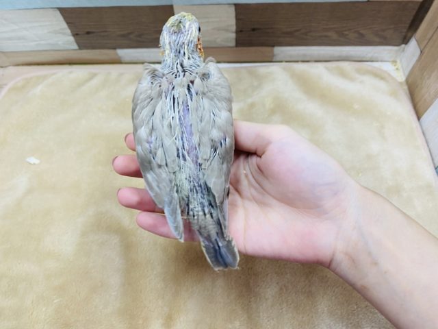 オカメインコ