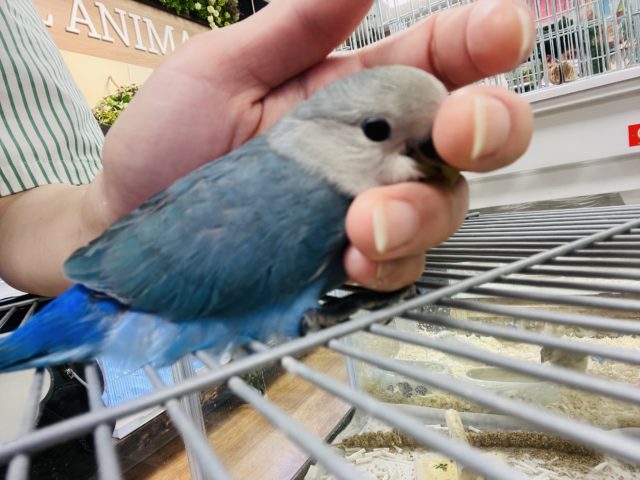 コザクラインコ（小桜インコ）