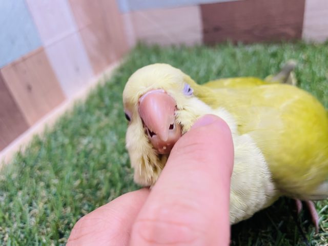 オキナインコ