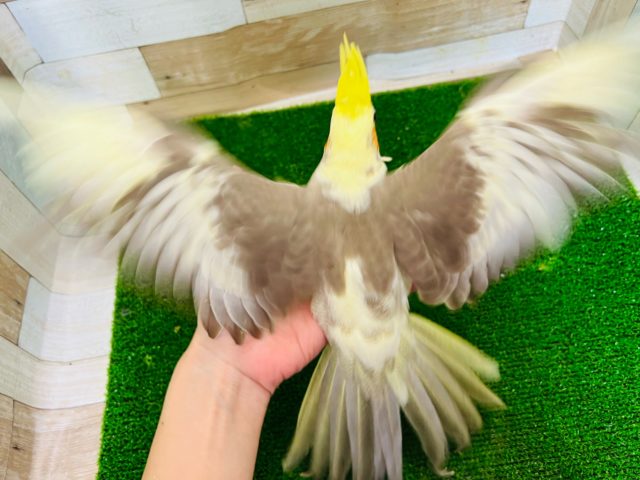オカメインコ