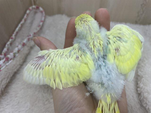 セキセイインコ