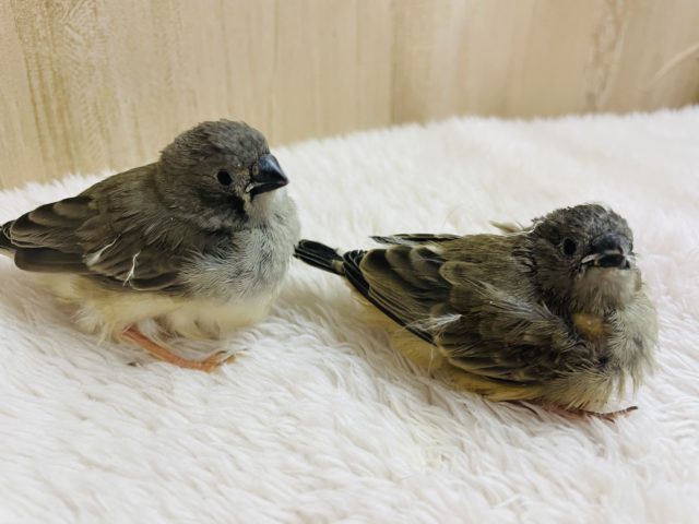 錦花鳥（キンカチョウ）