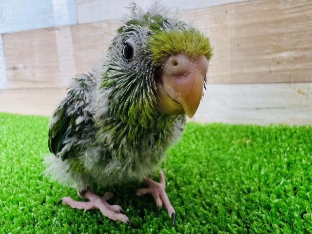 アサギリインコ